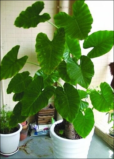 滴水观音4,滴水观音:大叶子的观叶绿色植物,可以长的很大,只要土壤