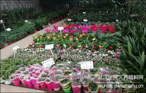 武汉东湖花鸟市场(东湖花木城)