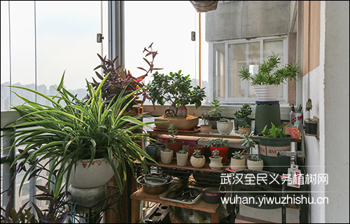 2020花园家庭 2020花园家庭