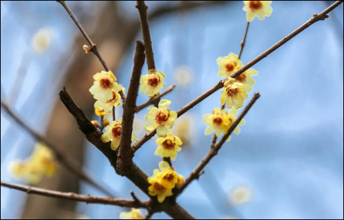 小七带你认花识草——羽衣甘蓝与蜡梅 小七带你认花识草——羽衣甘蓝与蜡梅