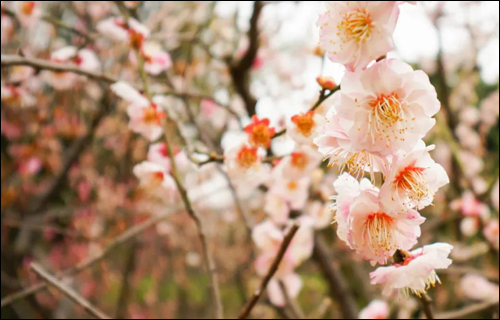 小七带你认花识草——羽衣甘蓝与蜡梅 小七带你认花识草——羽衣甘蓝与蜡梅