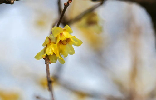 小七带你认花识草——羽衣甘蓝与蜡梅 小七带你认花识草——羽衣甘蓝与蜡梅
