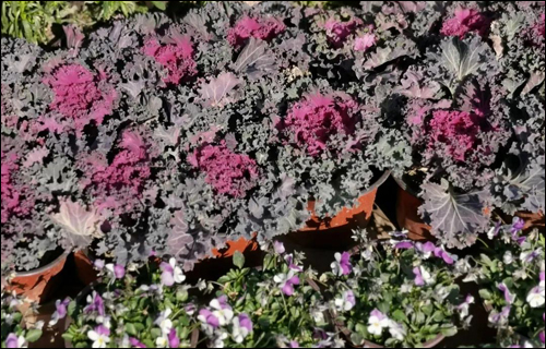 小七带你认花识草——羽衣甘蓝与蜡梅 小七带你认花识草——羽衣甘蓝与蜡梅