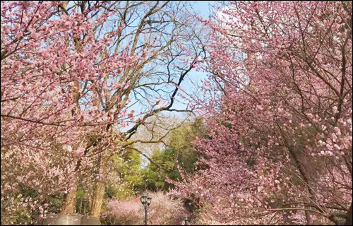 春风十里,邂逅花海满城-武汉全民义务植树网 春风十里,邂逅花海满城-武汉全民义务植树网