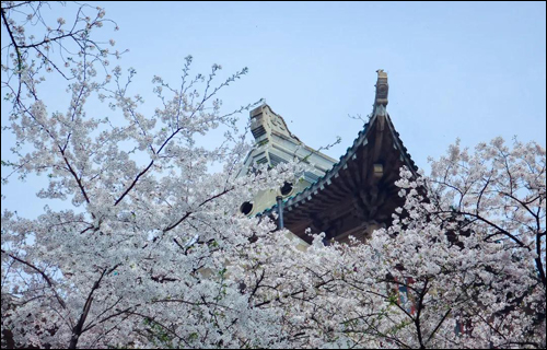 春风十里,邂逅花海满城-武汉全民义务植树网 春风十里,邂逅花海满城-武汉全民义务植树网