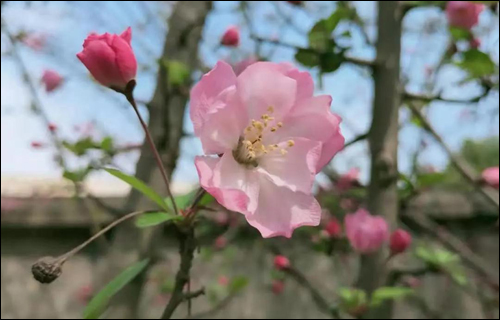 春风十里,邂逅花海满城-武汉全民义务植树网 春风十里,邂逅花海满城-武汉全民义务植树网