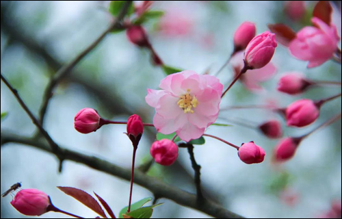 春风十里,邂逅花海满城-武汉全民义务植树网 春风十里,邂逅花海满城-武汉全民义务植树网