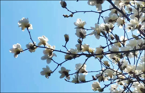 春风十里,邂逅花海满城-武汉全民义务植树网 春风十里,邂逅花海满城-武汉全民义务植树网