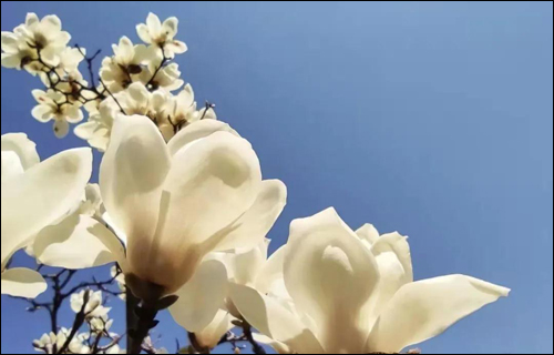 春风十里,邂逅花海满城-武汉全民义务植树网 春风十里,邂逅花海满城-武汉全民义务植树网