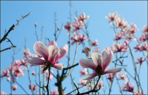 春风十里,邂逅花海满城-武汉全民义务植树网 春风十里,邂逅花海满城-武汉全民义务植树网