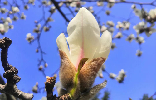 春风十里,邂逅花海满城-武汉全民义务植树网 春风十里,邂逅花海满城-武汉全民义务植树网