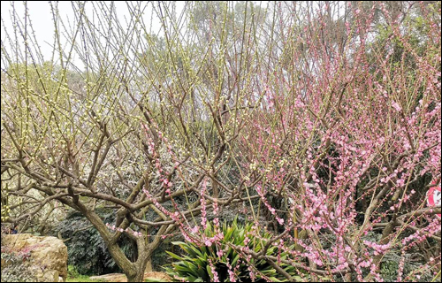 春风十里,邂逅花海满城-武汉全民义务植树网 春风十里,邂逅花海满城-武汉全民义务植树网
