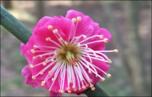 春风十里,邂逅花海满城-武汉全民义务植树网 春风十里,邂逅花海满城-武汉全民义务植树网