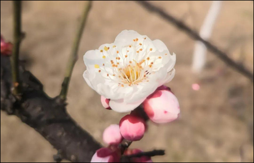 春风十里,邂逅花海满城-武汉全民义务植树网 春风十里,邂逅花海满城-武汉全民义务植树网