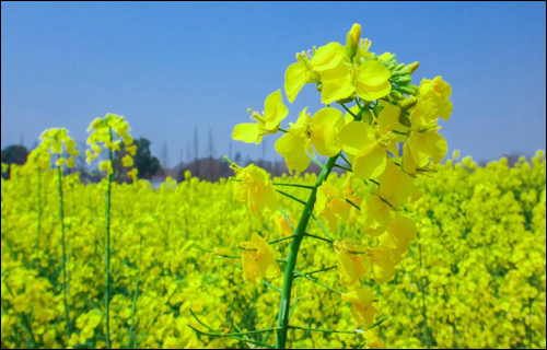 春风十里,邂逅花海满城-武汉全民义务植树网 春风十里,邂逅花海满城-武汉全民义务植树网