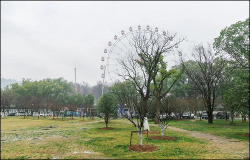 不负春光,来种一棵希望树,春季植树活动来啦!-武汉全民义务植树网 不负春光,来种一棵希望树,春季植树活动来啦!-武汉全民义务植树网