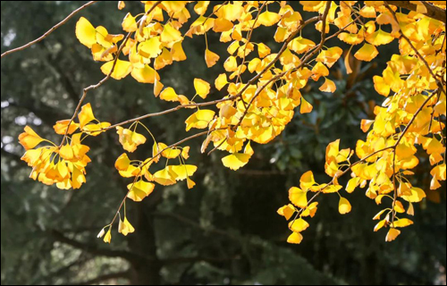 不负春光,来种一棵希望树,春季植树活动来啦!-武汉全民义务植树网 不负春光,来种一棵希望树,春季植树活动来啦!-武汉全民义务植树网